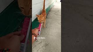 Feeding cat treats to homeless stray cat cat food shorts viral viralvideo catrescue homeless [upl. by Anirtal]