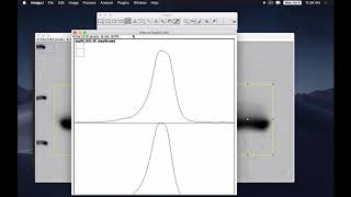 western blot analysis with imageJ [upl. by Asamot]