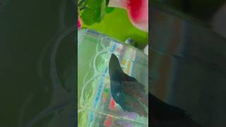 Beta fish lover like and subscribe karo [upl. by Kathie65]