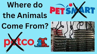 Petco and PetSmarts Dark Secret [upl. by Rennold521]