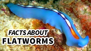 Flatworm Facts WORMS that can live INSIDE YOU  Animal Fact Files [upl. by Blader]