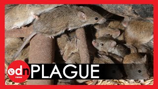 Australian Mouse PLAGUE Ravaging New South Wales Forces Legalisation of Deadly Poison [upl. by Christa]