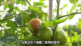 磷酸二氢钾应该怎么施用？应该灌根还是叶面喷施？看完明白了 [upl. by Llig]