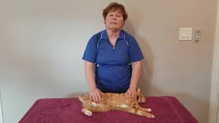 Onehanded CPR chest compression technique on a cat [upl. by Sivlek]