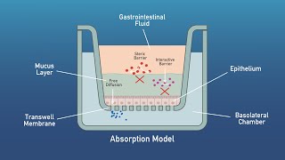 Aelius Biotech Digestion and Absorption Models [upl. by Ylla]