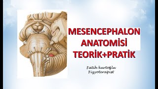 Mesencephalon Anatomisi  Pratik Teorik  Nöroanatomi Konu Anlatımı  8 [upl. by Ruthven]