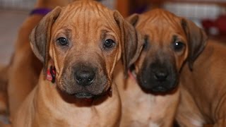 From Zero to Six Months with Rhodesian Ridgeback Puppy [upl. by Wilkey]