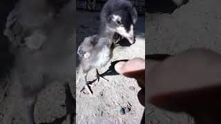 Chick fighting with hand😎😎😧🥶🐥👿👿 [upl. by Samson]