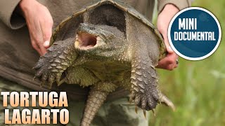 Tortuga lagarto mini documental Chelydra serpentina [upl. by Aleirbag]