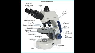 What is Microscope different types of microscope work advantage and working principle [upl. by Hgielime817]