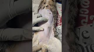 Mastitis in dog amp cat kerala shots shitzu viralvideo vet mastitis petlover pet [upl. by Einavoj]