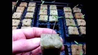 Tomato Seed Germination In Rockwool [upl. by Pepita505]