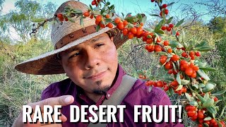 Desert Survival Food WolfberryGoji Fruit [upl. by Nicolau717]