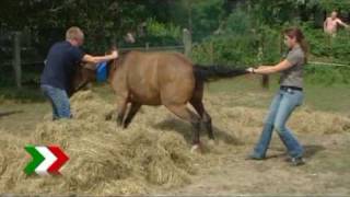 Pony Dimitri mit Baggern aus Schacht in Voerde befreit [upl. by Mihcaoj65]