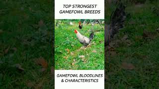 Top Gamefowl of the year 2024 short gamefowl rooster [upl. by Dyanna]