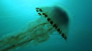 COMPASS JELLYFISH HD [upl. by Wales]