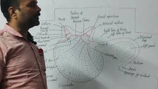 Digestive system of Herdmania  Lecture 2 [upl. by Thibaud216]