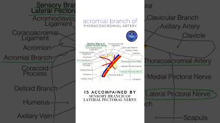 Acromial branch of thoracoacromial artery shorts anatomy [upl. by Kosey]