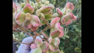 Cotyledon Ladismithiensis Variegated Bear Paws [upl. by Heriberto265]