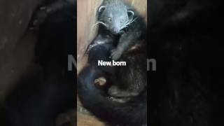 Baby Binturong Captive Breed [upl. by Orville883]