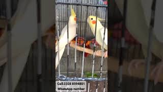 Cockatiel whistling birds cockatiel parrot lovebirds pets parakeet breeding nesting love [upl. by Alpers943]