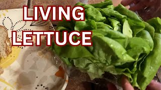 Living Lettuce What Is It [upl. by Naxor646]