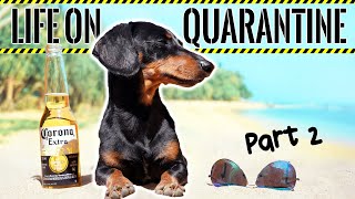 Ep2 Life on QUARANTINE  PART 2 Funny Dogs Staying Home [upl. by Bogey]