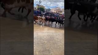 💥 Encierro en Onda Castellón 📹 juansm9 [upl. by Eneleuqcaj]