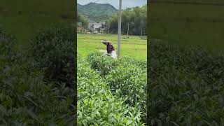 Pick tea shoots agriculture leaf tea farming farmer woman agronomy field [upl. by Eelanna634]