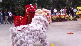 cambodia lion dance [upl. by Mcnally]