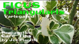 FICUS TRIANGULARIS VARIEGATED PLANT CAREPROPAGATION TIPS [upl. by Sunny]