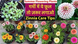 गर्मी का सबसे Special पोधा Zinnia From Seeds With Update  Zinnia Plant Care Tips  Rainy Flowers [upl. by Johnsten]