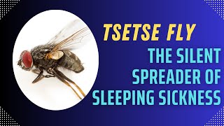 Tsetse Fly The Silent Spreader of Sleeping Sickness [upl. by Belle]