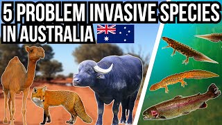 5 Problem Invasive Species In Australia [upl. by Buskus]