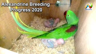 Alexandrine and Gary Parrots Breeding Progress 2020  Parrot For Sale [upl. by Adnerad]