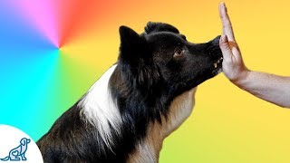 How To Teach Your Dog To Touch Your Hand Nose Target  Professional Dog Training Tips [upl. by Stafani]