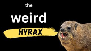 the weird hyrax [upl. by Nathan]