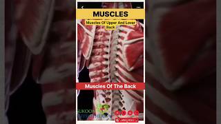 MUSCLES Of Upper And Lovar BackBack musclesmuscle muscles backmuscle backmuscles [upl. by Lerner]