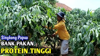 Bank Pakan Singkong PAPUA Produksi dan Protein Tinggi Hasil Melimpah [upl. by Lovmilla]