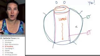 Epithelial tissue 4 Functions [upl. by Jordans185]