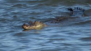 Saltwater crocodile at Corbyns Cove BeachAndaman Dec 2017 [upl. by Lawson210]