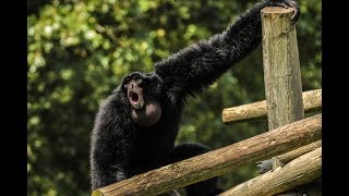 Siamang Call [upl. by Vladimir]