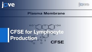 Using CFSE to Monitor Lymphocyte Proliferation [upl. by Ijies]