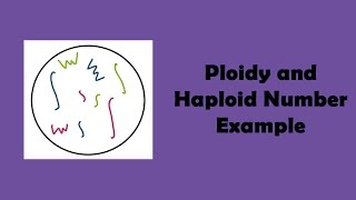 Ploidy and Haploid Number Example [upl. by Taite]