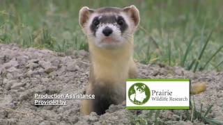 Blackfooted Ferret vs Prairie Dog [upl. by Zelle81]