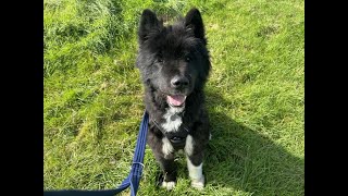 RSPCA Rehoming  Sooty  Dog [upl. by Maurits44]