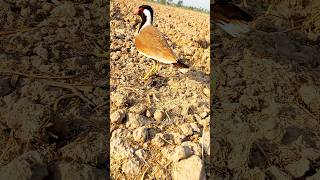 lapwing Bird standing chick [upl. by Aria]