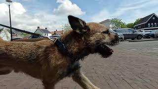 Border Terrier WOODY walkabout [upl. by Nnylyt]