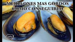 Truco para que ENGORDEN LOS MEJILLONES  mejillones mas grandes [upl. by Reiner]