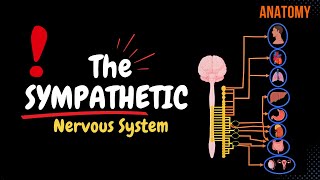 Sympathetic Nervous System Animated Scheme Ganglia Neurons Plexuses [upl. by Keegan259]